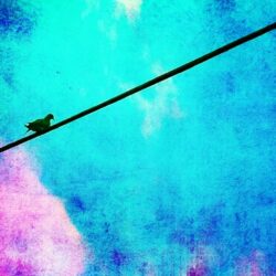 Colombe sur ciel rose et bleu